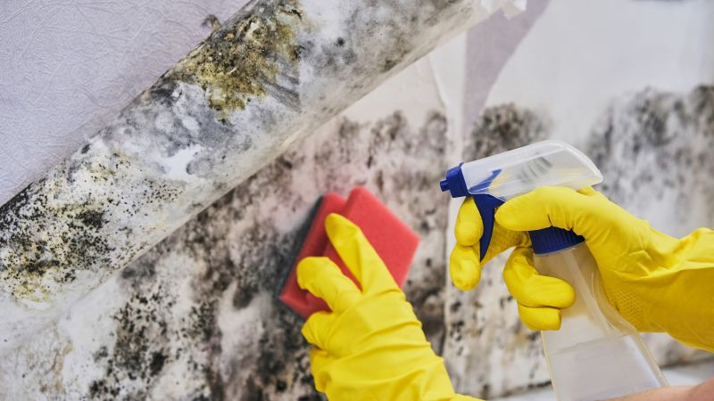 Attic Mold Removal in Dallas, TX