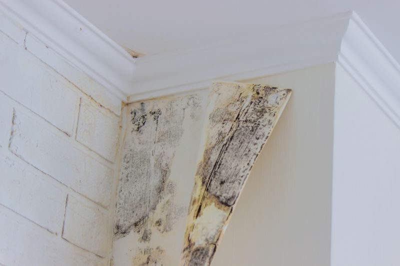 Basement Mold Removal in West Palm Beach, FL