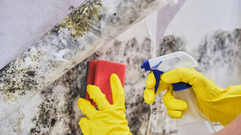 Mold Remediation Service